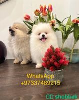 Teacup Pomeranian Puppy’s for sale شباك السعودية