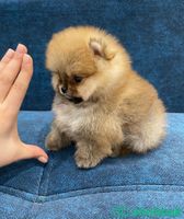 Teacup Pomeranian Puppy’s for sale Shobbak Saudi Arabia