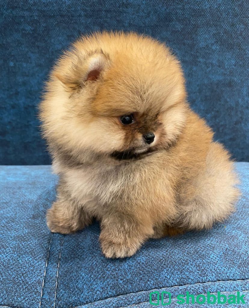Teacup Pomeranian Puppy’s for sale شباك السعودية