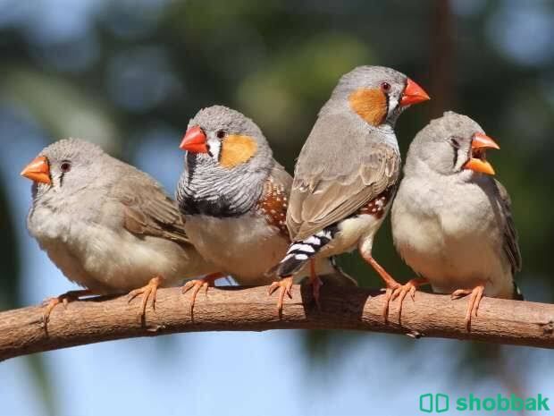 ‏ أقبلت تبني أي طير  و مخافة الله فيها شباك السعودية