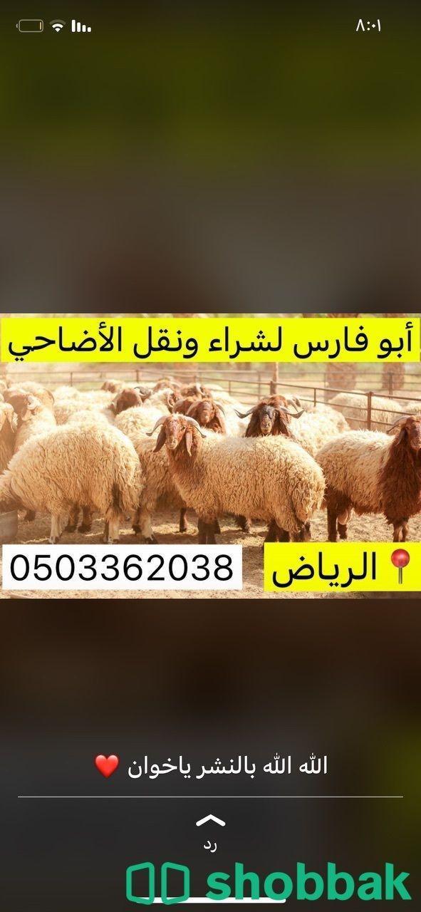 ابو فارس لنقل الاضاحي رهيص  شباك السعودية