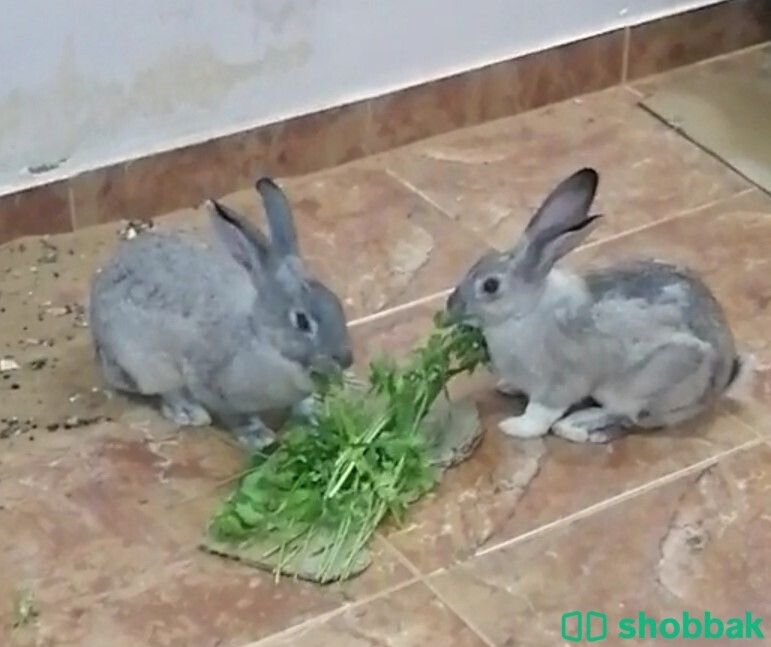 ارانب للبيع Rabbits For Sale ( Pets At Home ) Shobbak Saudi Arabia