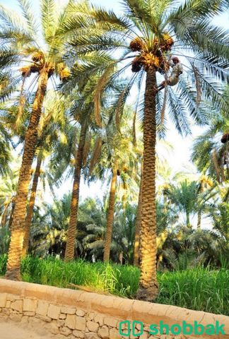 ارض زراعيه للبيع او للايجار  Shobbak Saudi Arabia