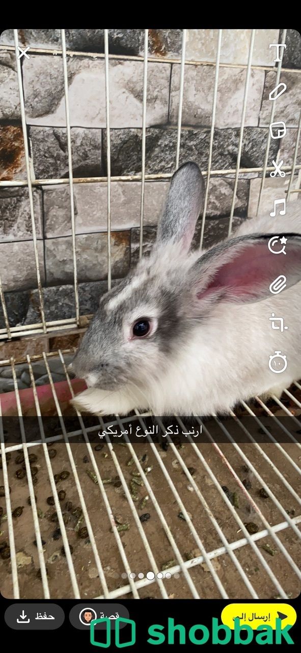 ‏ارنب للبيع Shobbak Saudi Arabia