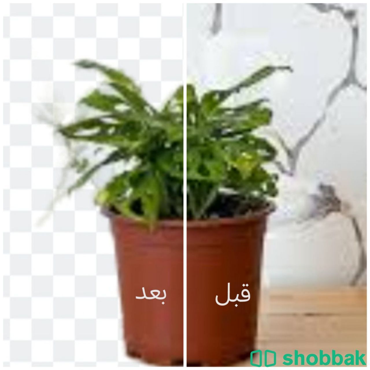 ازالة الخلفية من الصورة و زيادة جودة الصورة Shobbak Saudi Arabia