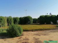 استراحة زراعية للبيع في البكيرية Shobbak Saudi Arabia