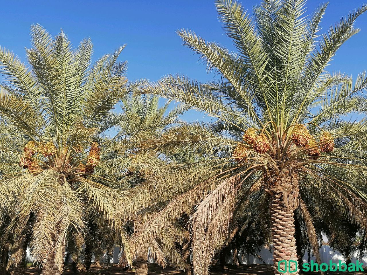 استراحة زراعية للبيع في البكيرية Shobbak Saudi Arabia