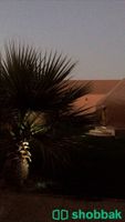 استراحة في جنوب البساتين، مخطط الوقيت Shobbak Saudi Arabia