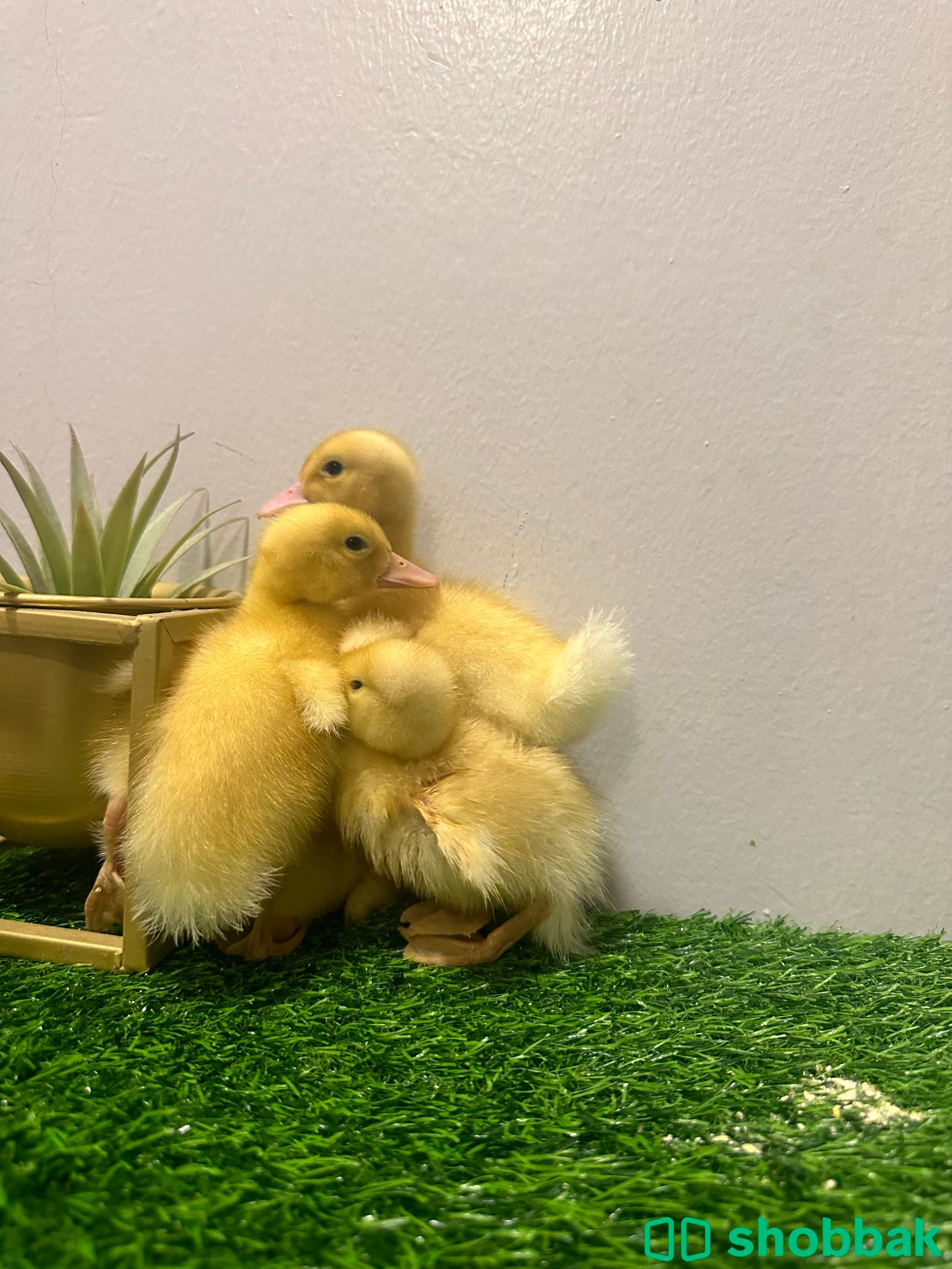 اشتري صيصان البط الجميلة واسعد اطفالك Shobbak Saudi Arabia