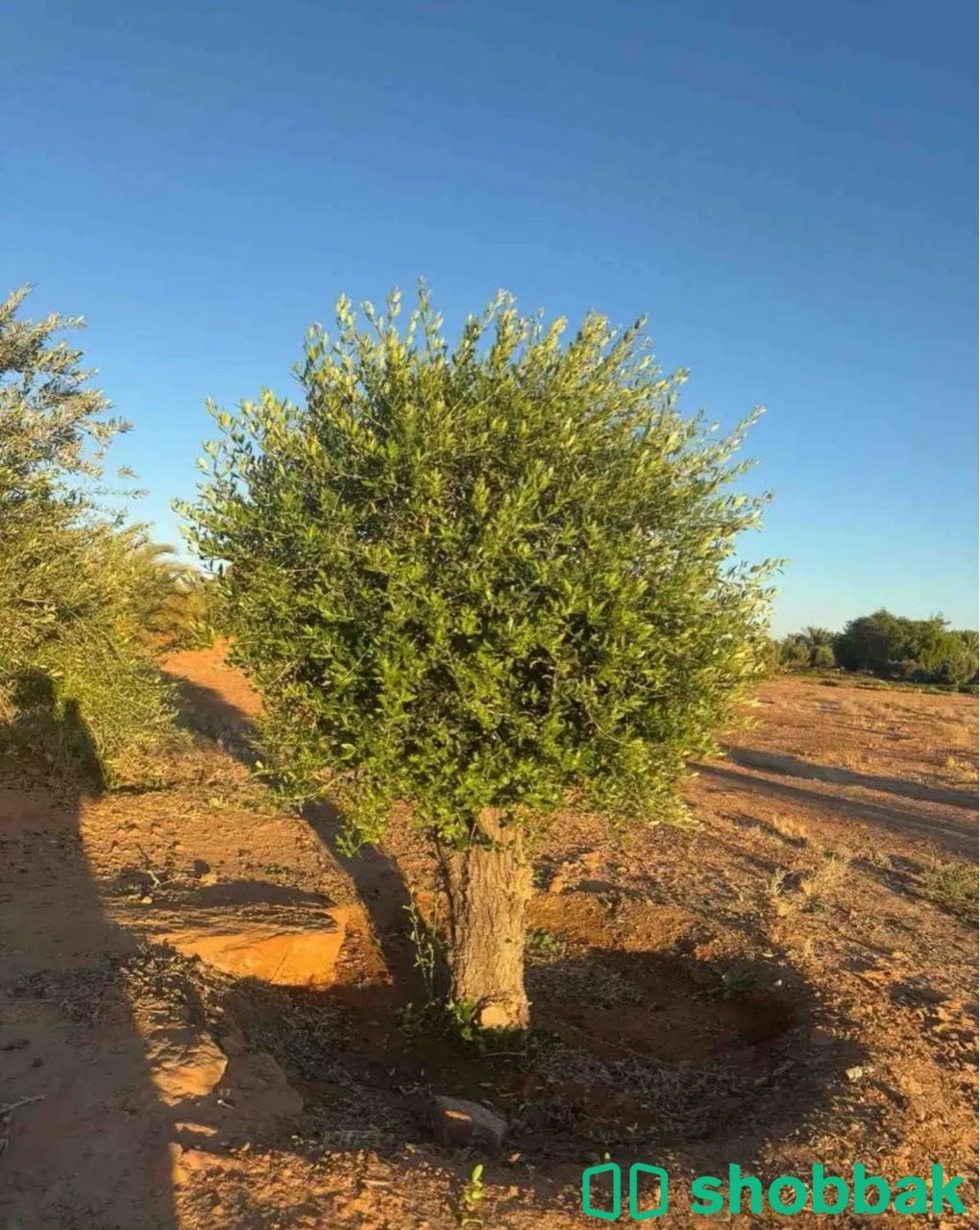 اشجار الزيتون0501819429 شباك السعودية