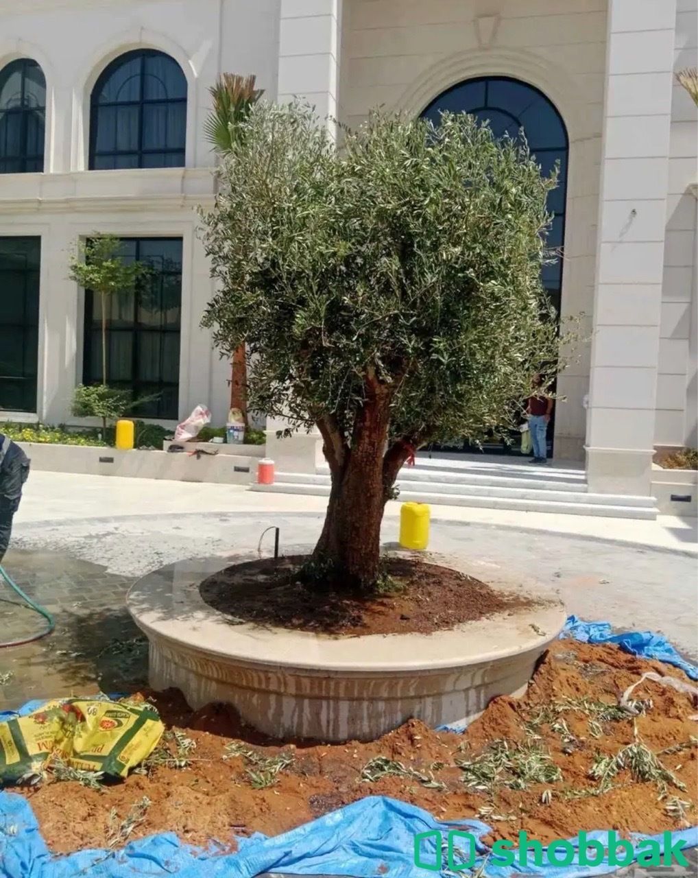 اشجار الزيتون0501819429 شباك السعودية