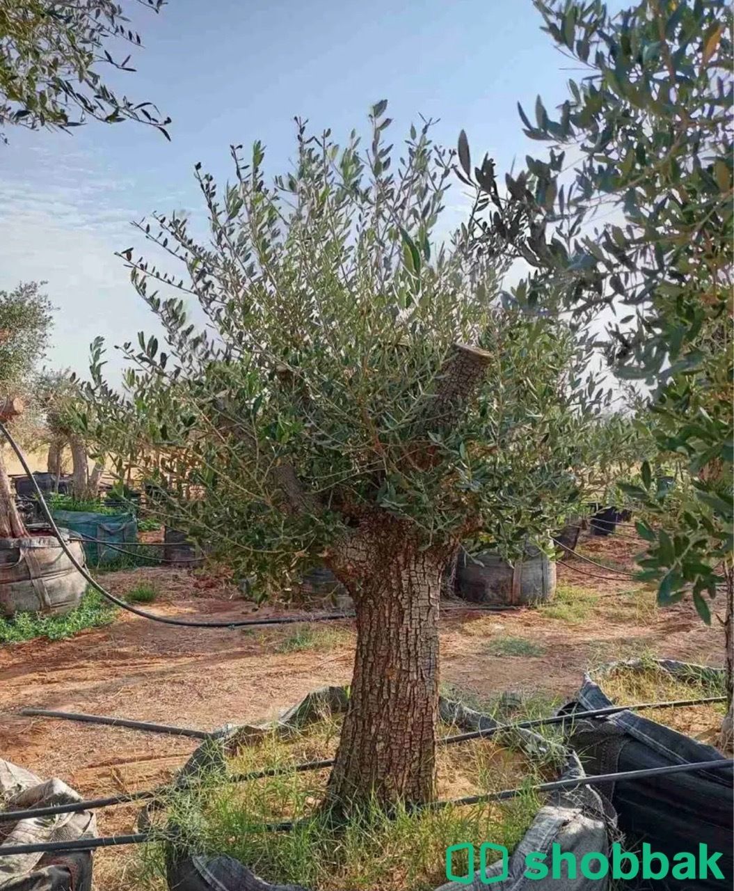 اشجار الزيتون0501819429 شباك السعودية