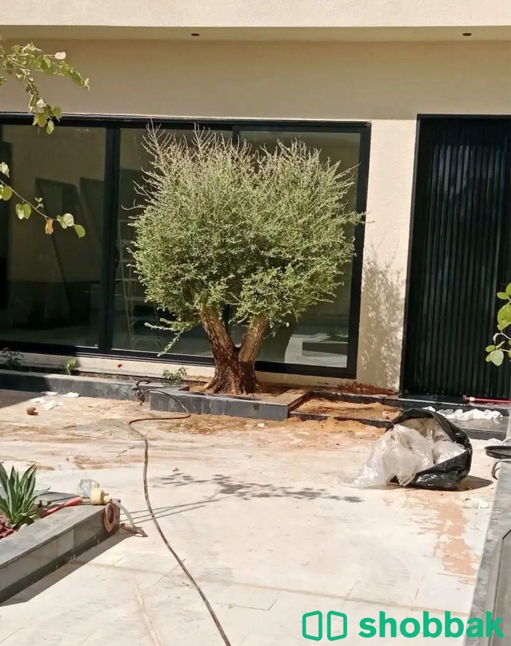 اشجار الزيتون0501819429 شباك السعودية