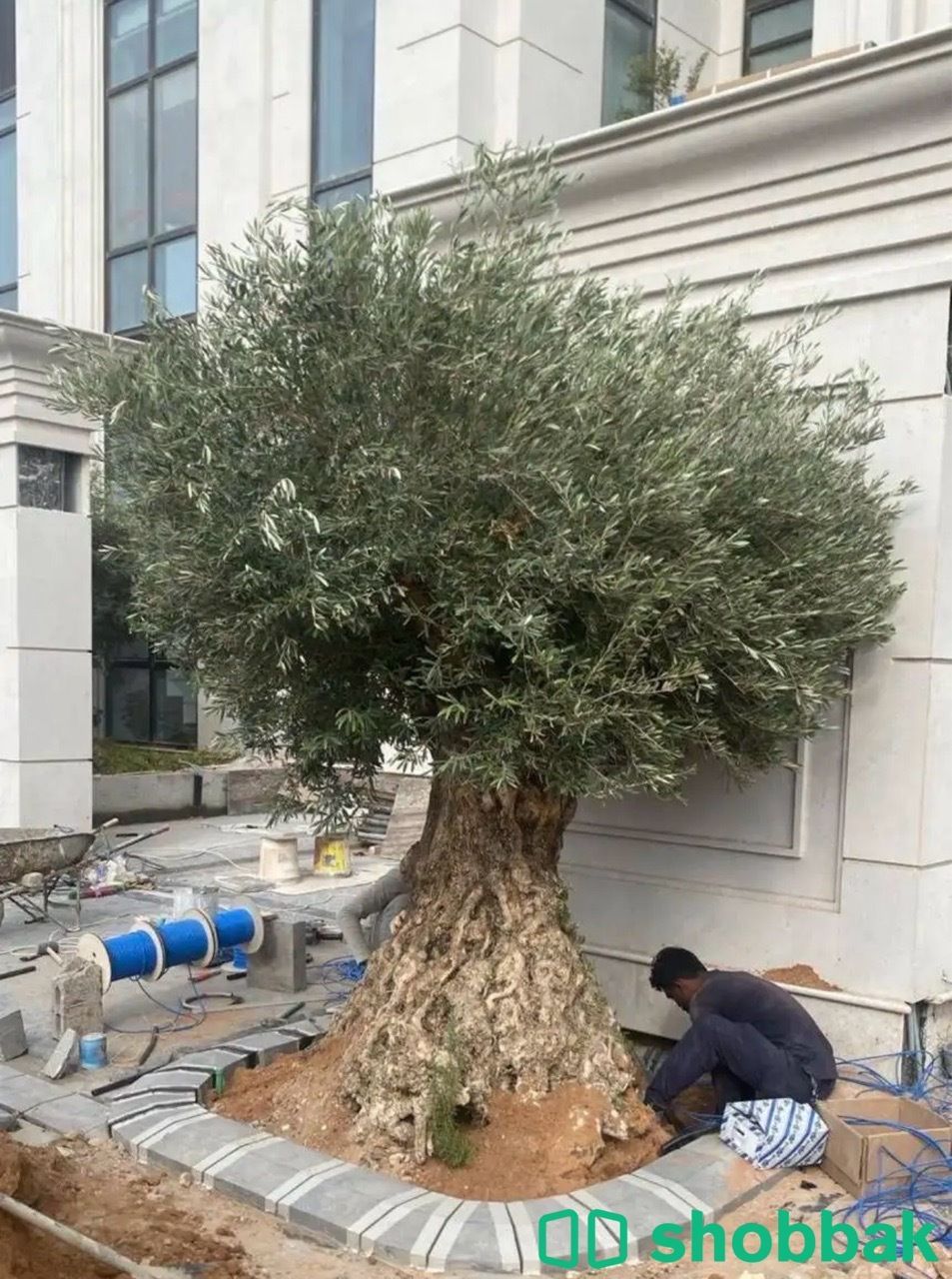 اشجار الزيتون0501819429 شباك السعودية
