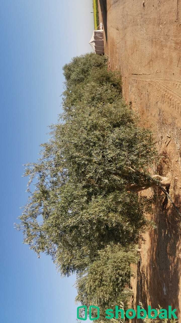 اشجار زيتون معمره شباك السعودية