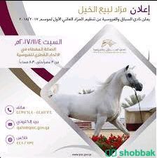 افل الخيول الصيل لدينا عل مزاد الخيول اسرعة في الحجز100ريال Shobbak Saudi Arabia