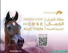 افل الخيول الصيل لدينا عل مزاد الخيول اسرعة في الحجز100ريال Shobbak Saudi Arabia
