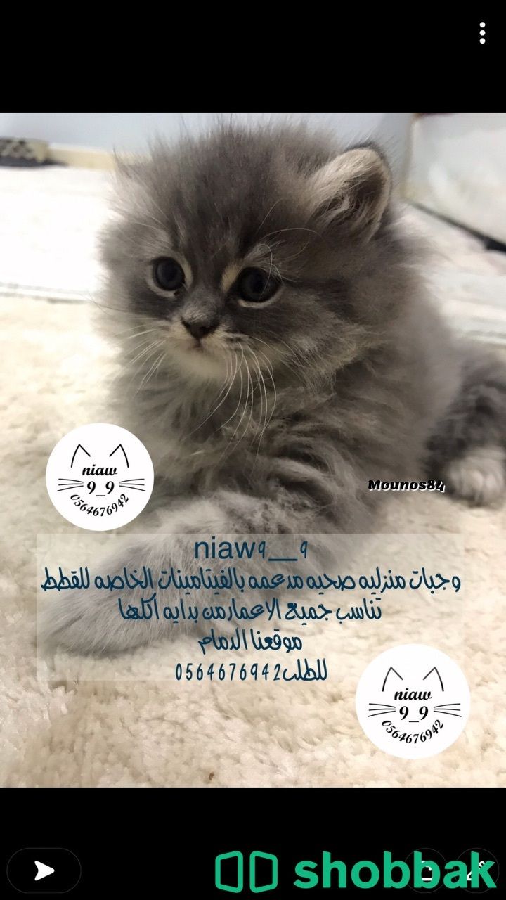 معلبات الاكل الصحيه لقططكم التواصل ع الواتس فقط Shobbak Saudi Arabia