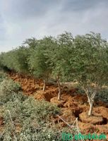 الانصاري للزراعه وتنسيق الحدائق  Shobbak Saudi Arabia