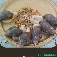 الحلزونات  Shobbak Saudi Arabia