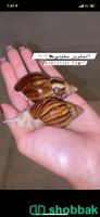 الحلزونات الافريقية كراميل وزيبرا😍🦓🤍 Shobbak Saudi Arabia