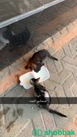 العناية بالقطط Shobbak Saudi Arabia