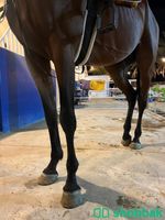 النوع :حصان انجليزي قفز بارد ينفع للمبتدئين Shobbak Saudi Arabia