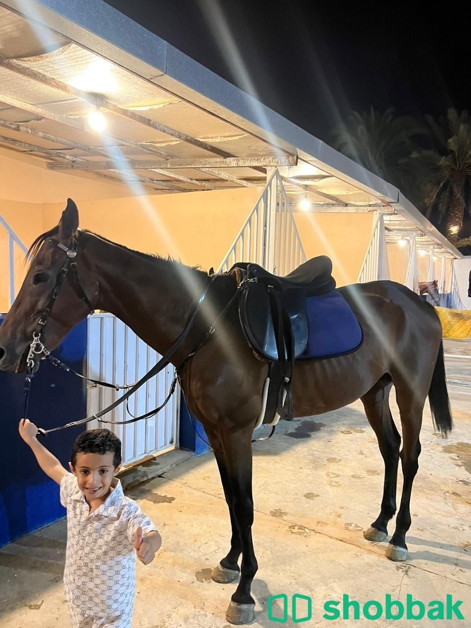 النوع :حصان انجليزي قفز بارد ينفع للمبتدئين Shobbak Saudi Arabia