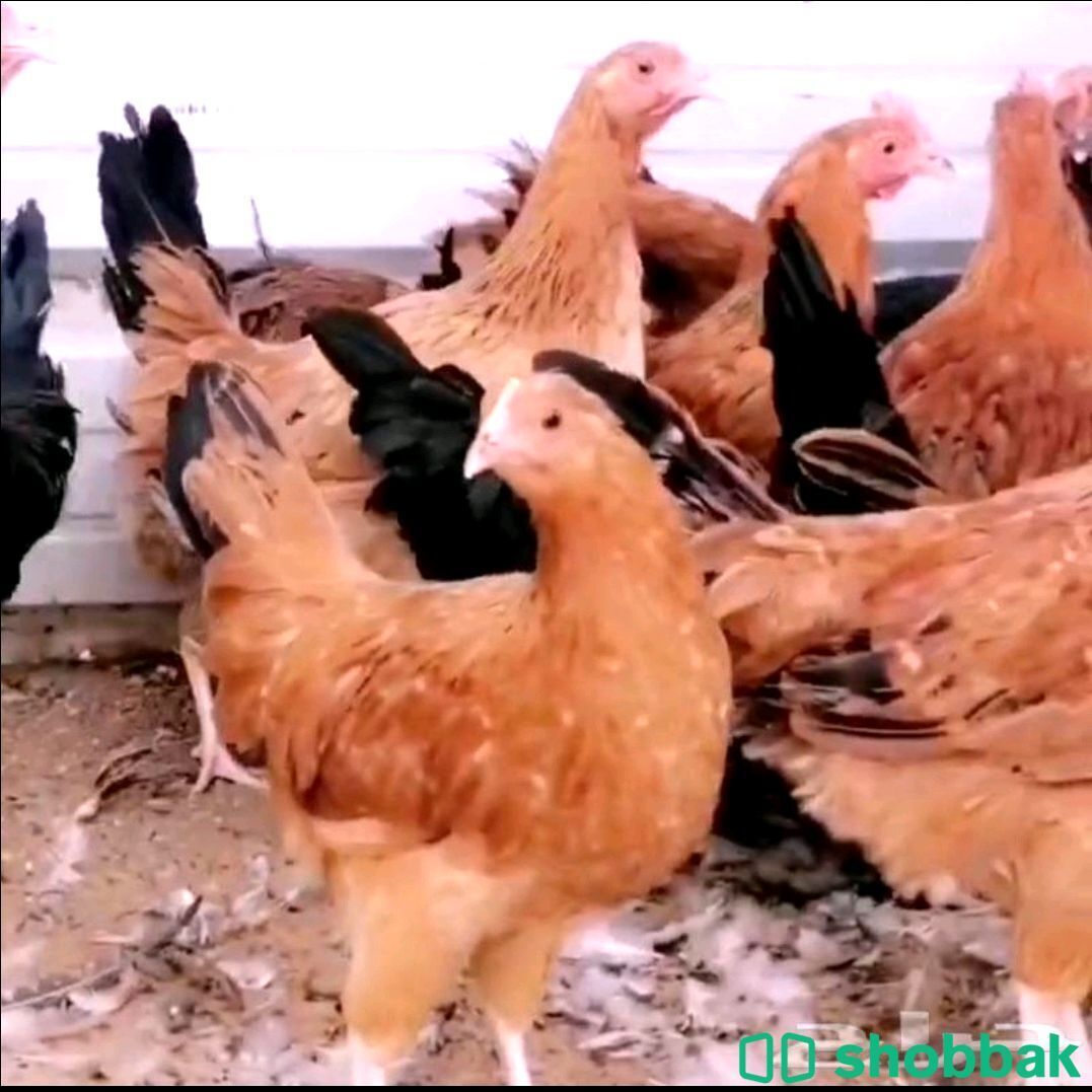 دجاج فرنسي للبيع  شباك السعودية