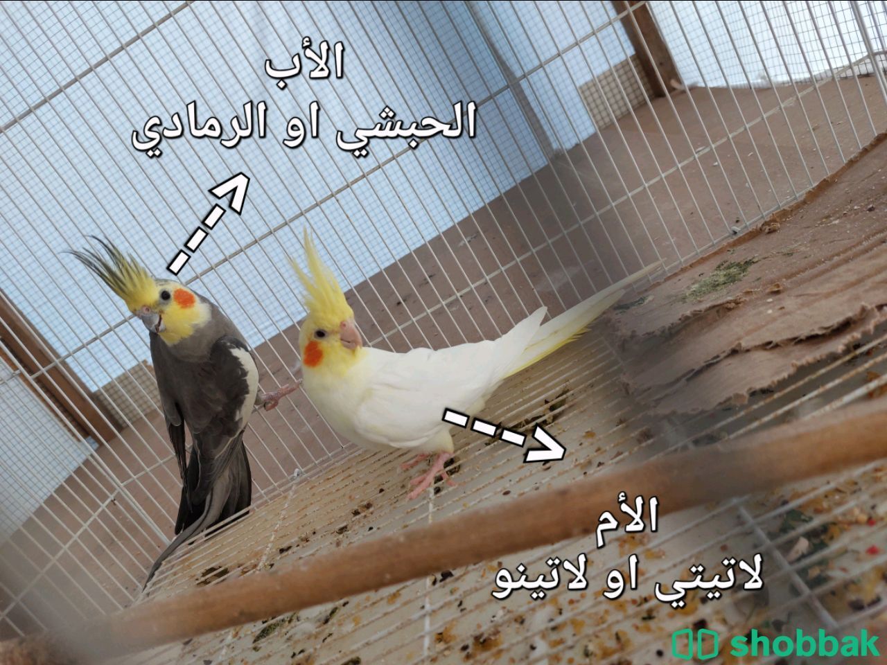ببغاء كوكتيل نهاية غر أليف جدا للبيع شباك البحرين
