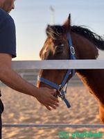 بيع حصان بوني Shobbak Saudi Arabia