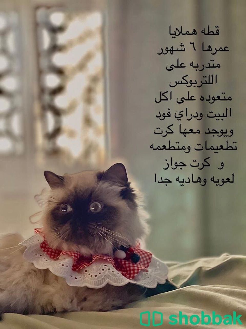 بيع قطة هملايا  مع اغراضها Shobbak Saudi Arabia