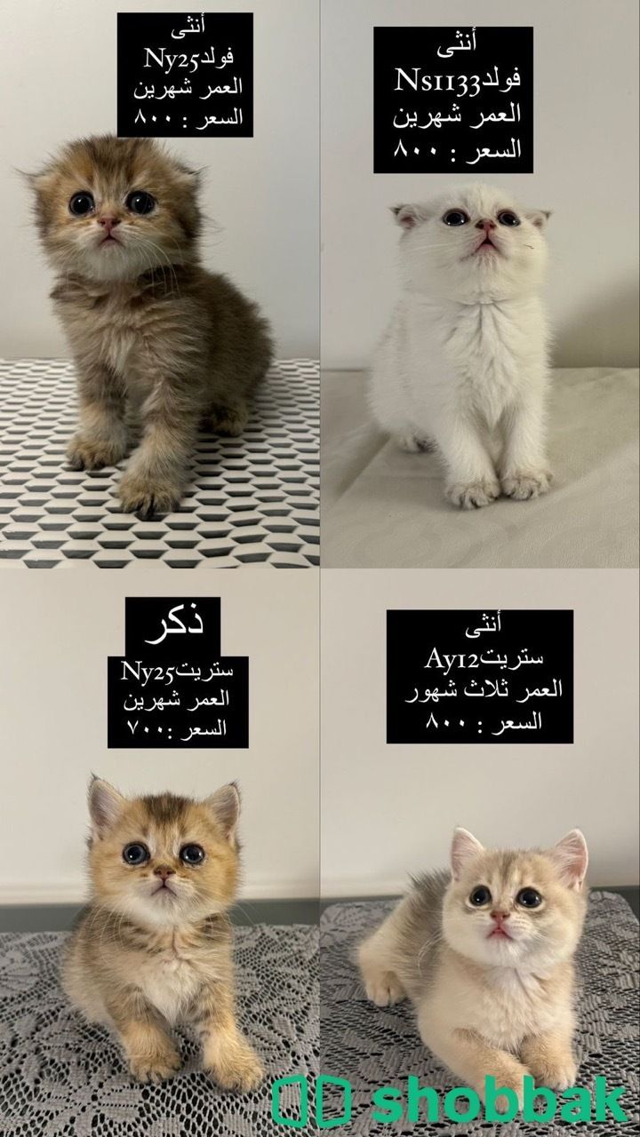 بيع قطط  Shobbak Saudi Arabia