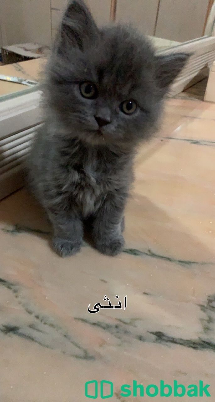 بيع قطط شيرازي بيور لونج هير  Shobbak Saudi Arabia