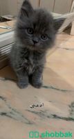 بيع قطط شيرازي بيور لونج هير  Shobbak Saudi Arabia