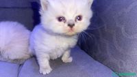 بيع قطط هملايا المدينة المنورة Shobbak Saudi Arabia