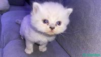 بيع قطط هملايا المدينة المنورة شباك السعودية