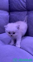 بيع قطط هملايا المدينة المنورة Shobbak Saudi Arabia