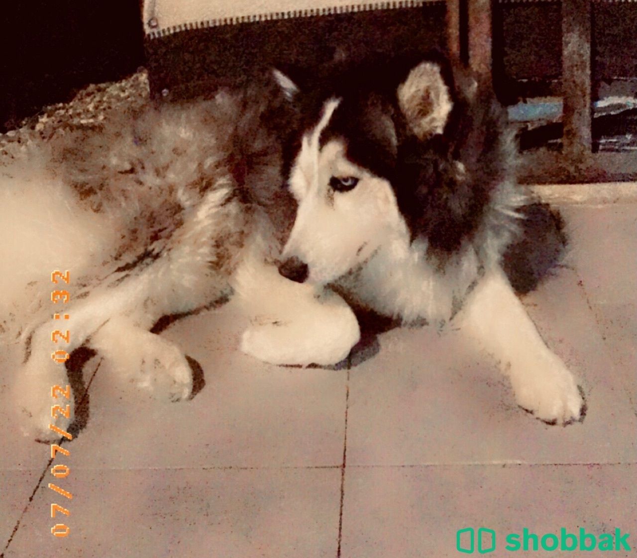 بيع كلب الملموت الألاسكي  Shobbak Saudi Arabia