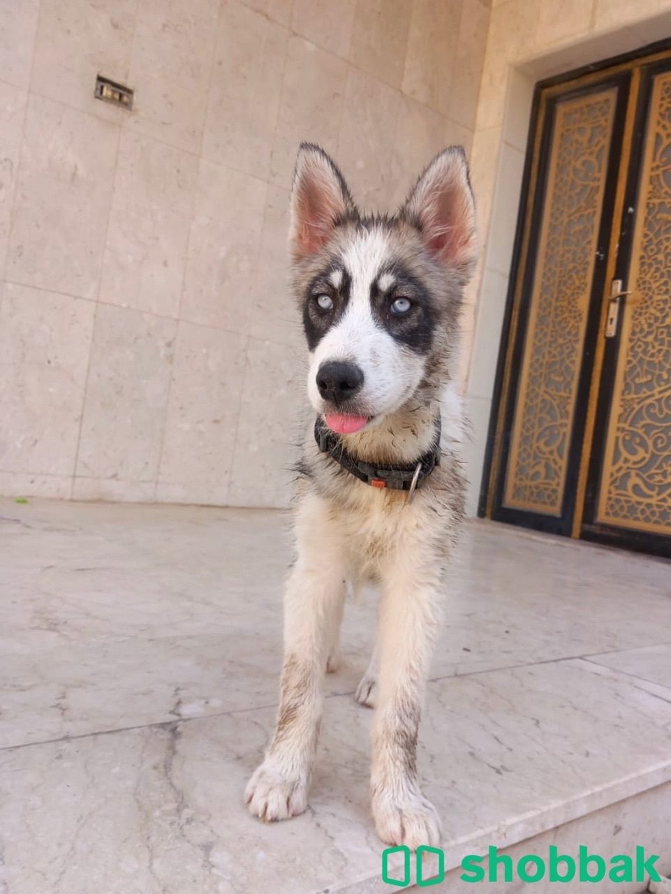 بيع كلب هاسكي  Shobbak Saudi Arabia