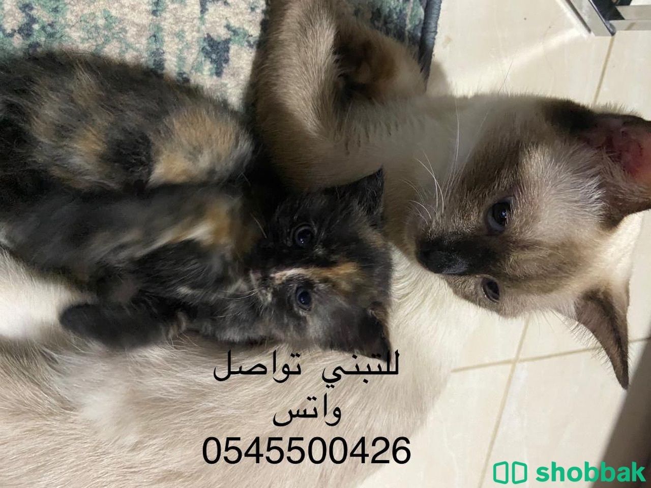 تبني قطة أنثي سيامي منتجة Shobbak Saudi Arabia