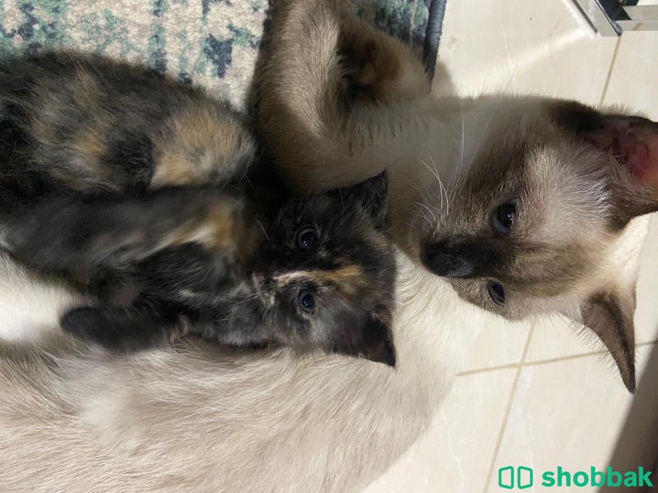 تبني قطة انثي سيامي مع صغيرتها Shobbak Saudi Arabia