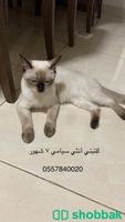 تبني قطط  شباك السعودية