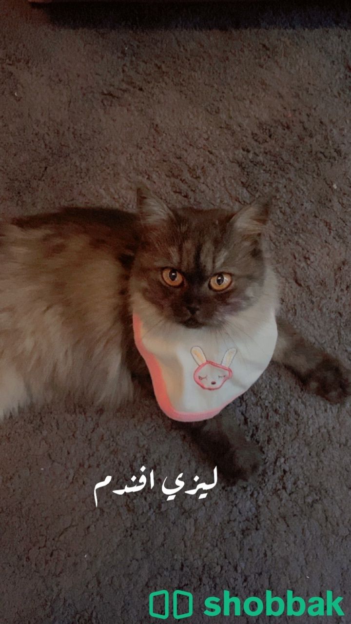 تبني قطط 🐱اشكال والوان 🐻‍❄️🐱الدمام🌿للجادين فقط  Shobbak Saudi Arabia