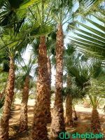 تنسيق حدائق Shobbak Saudi Arabia