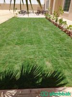 تنسيق حدائق Shobbak Saudi Arabia