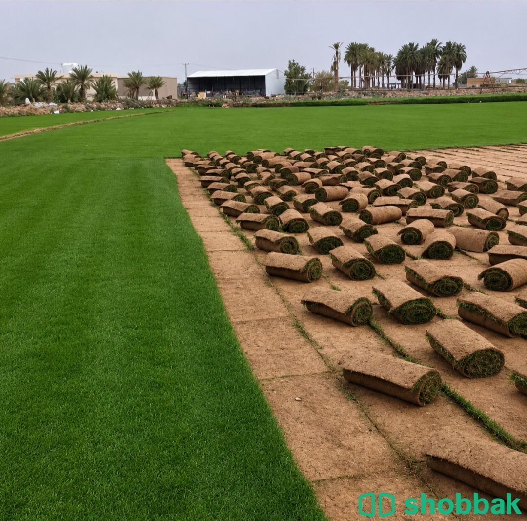 تنسيق حدائق بالرياض  شباك السعودية