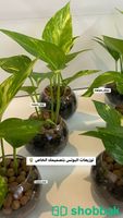 توزيعات نباتية طبيعية للموظفين بتصميمك وشعارك الخاص🪴 Shobbak Saudi Arabia