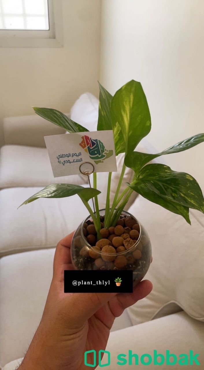 توزيعات نباتية طبيعية للموظفين بتصميمك وشعارك الخاص🪴 Shobbak Saudi Arabia