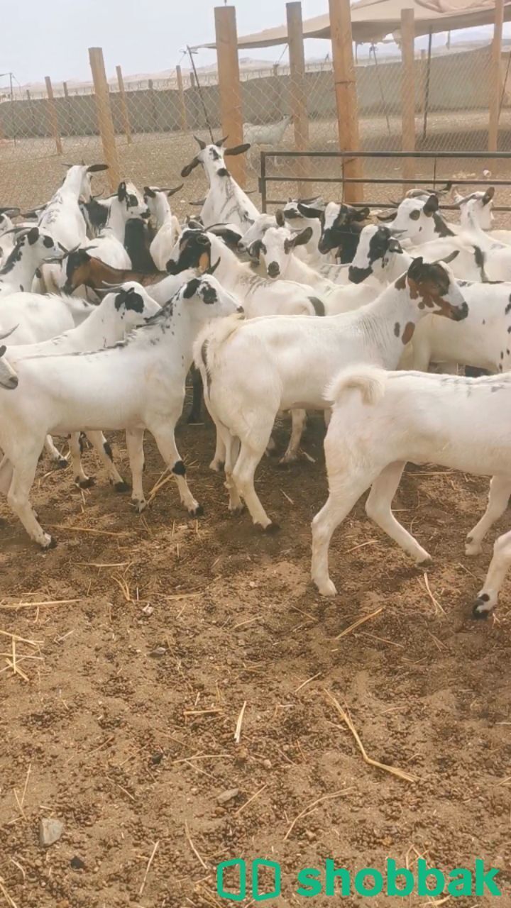 تيوس جذعان. صنف فاخر. مرباه Shobbak Saudi Arabia